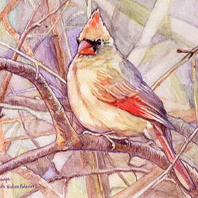 CARDINAL, FEMALE” 7”x5” Watercolor pencils on 98# acid-free paper - SOLD