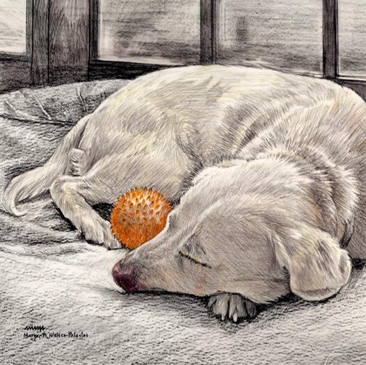 Siesta Siesta