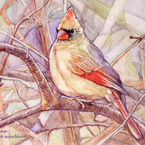 CARDINAL, FEMALE” 7”x5” Watercolor pencils on 98# acid-free paper - SOLD CARDINAL, FEMALE” 7”x5” Watercolor pencils on 98# acid-free paper - SOLD